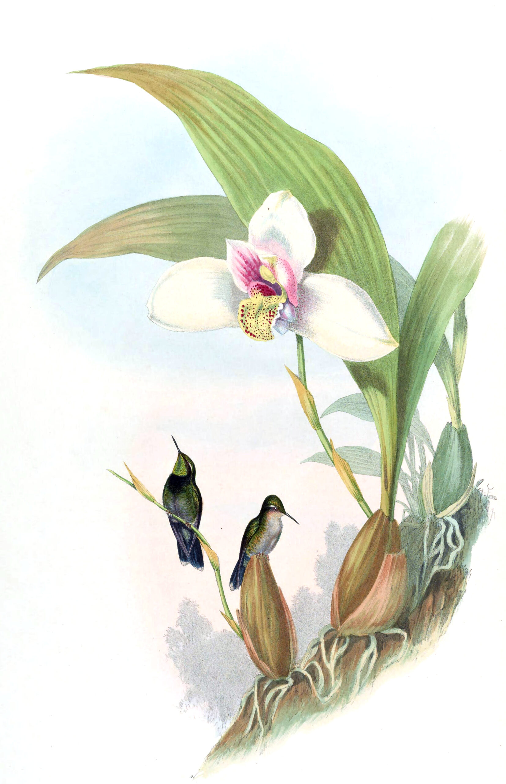 Abeillia abeillei, Smaragdkin­kolibrie (Gould) als fotobehang