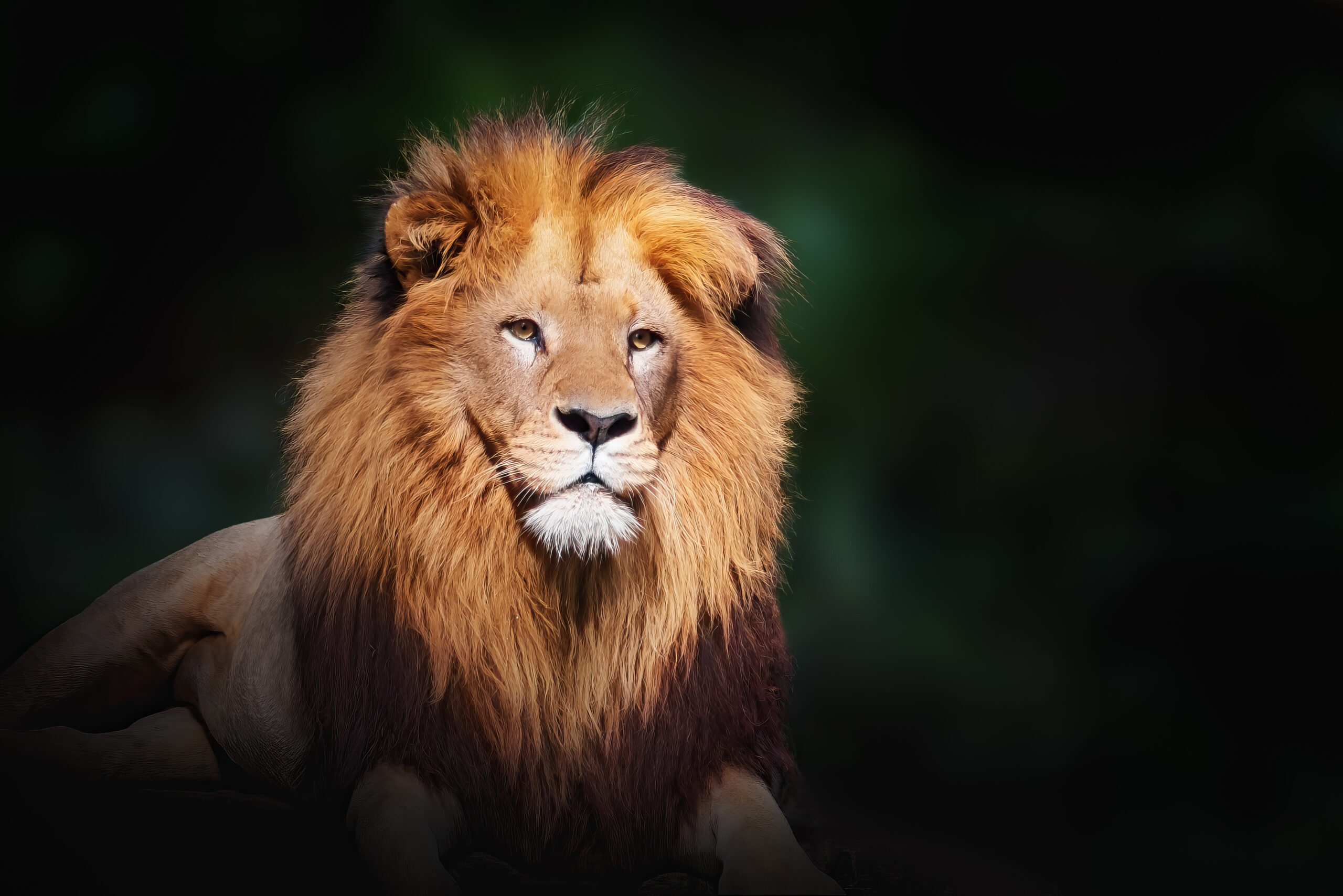 African Lion als akoestisch paneel