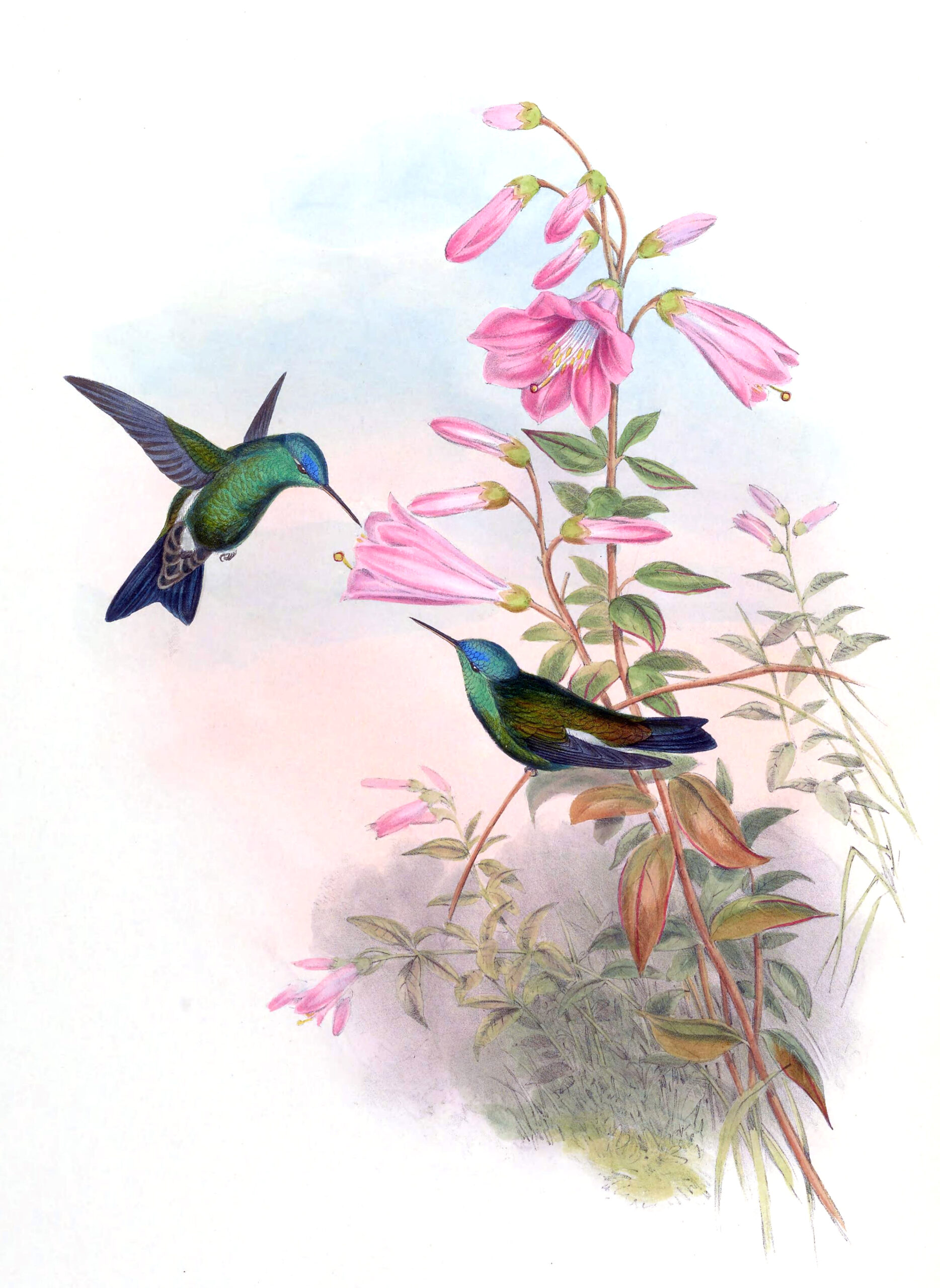 Amazilia cyanifrons, Indigokap­kolibrie (Gould) als fotobehang