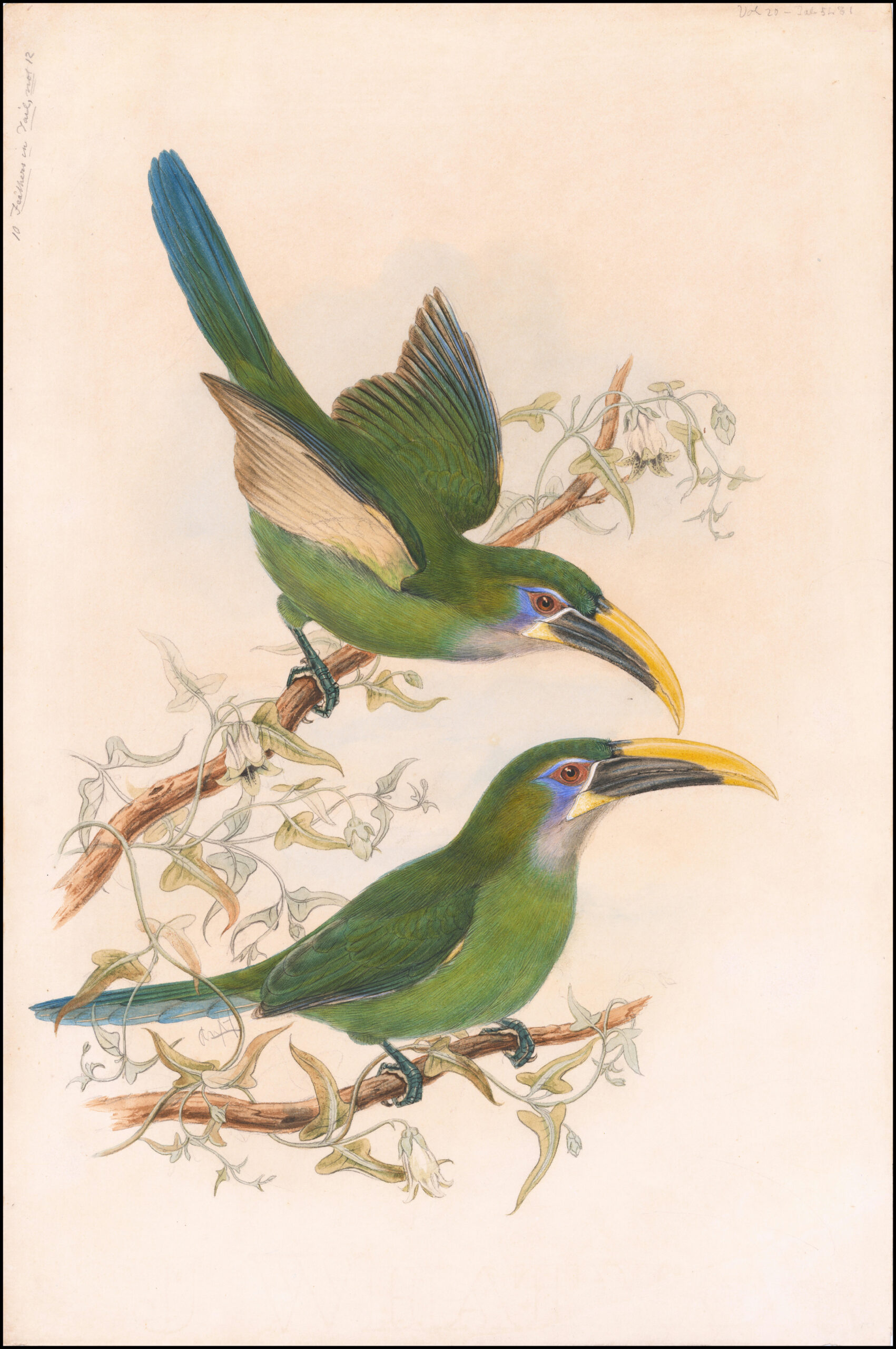 Aulacorhynchus sulcatus, Geelsnavel-toekanet (Gould) aan de muur in een interieur
