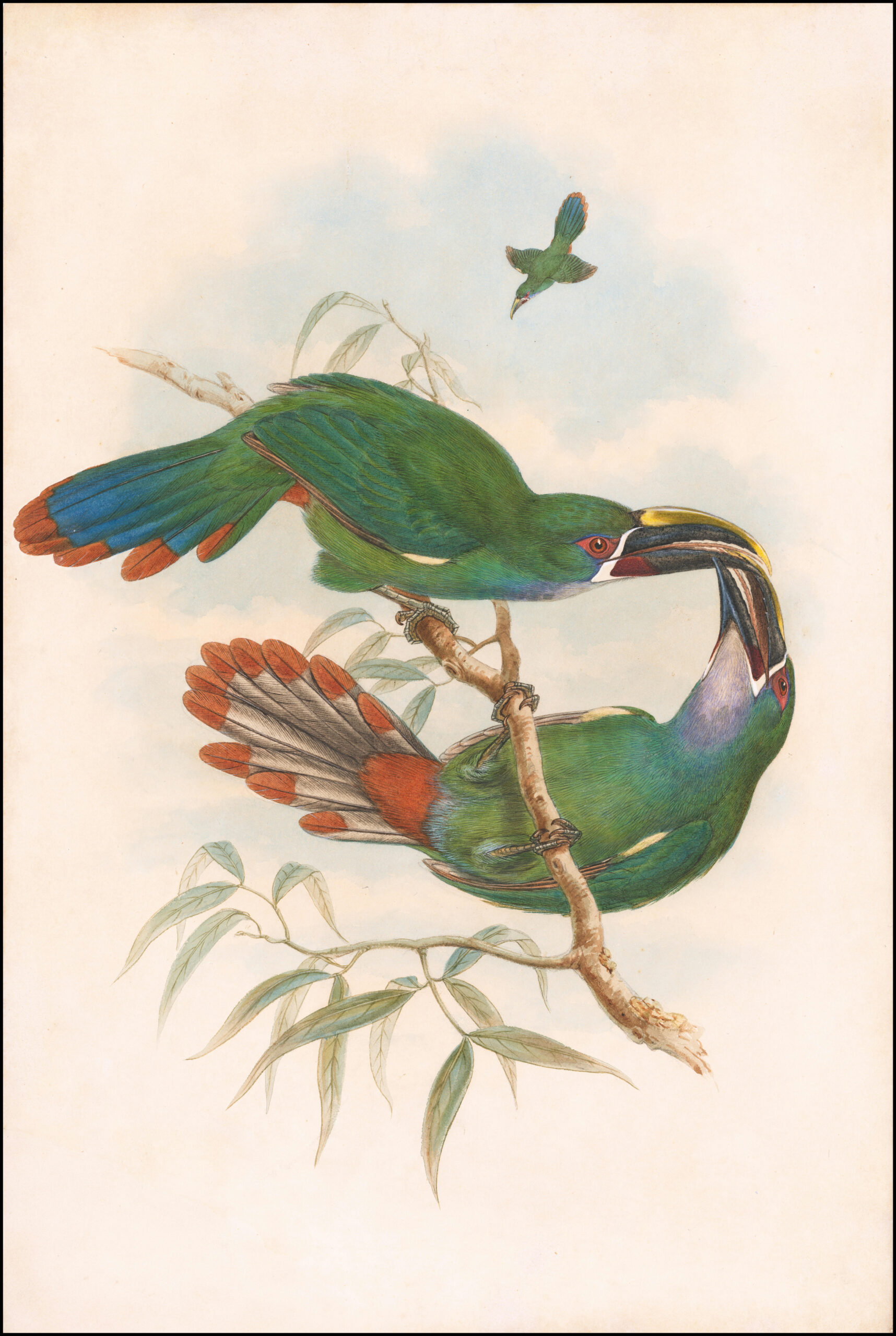 Aulacorhynchus albivitta, Grijskeel-bergtoekanet (Gould) als fotobehang