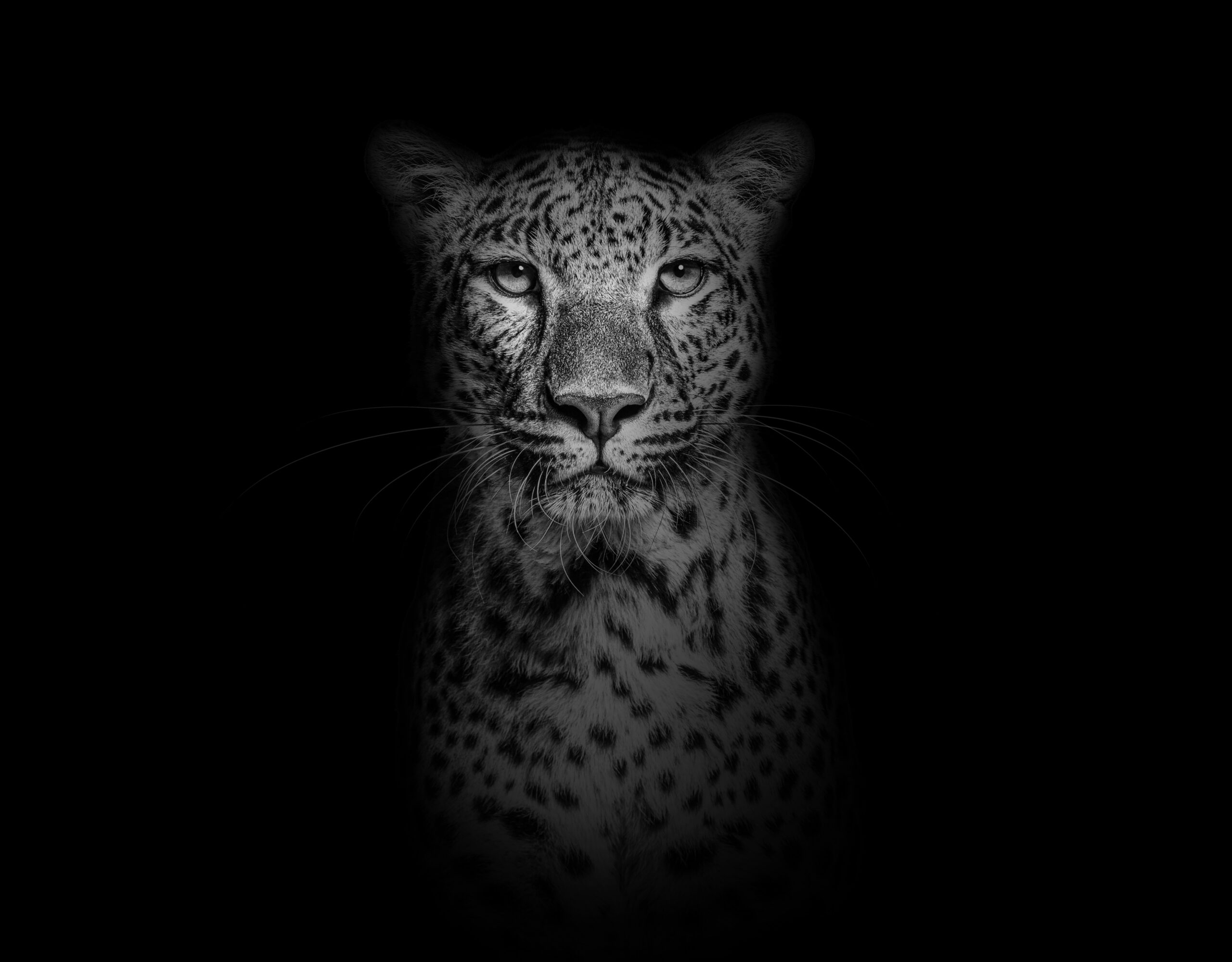 Black ’n white Leopard als akoestisch paneel