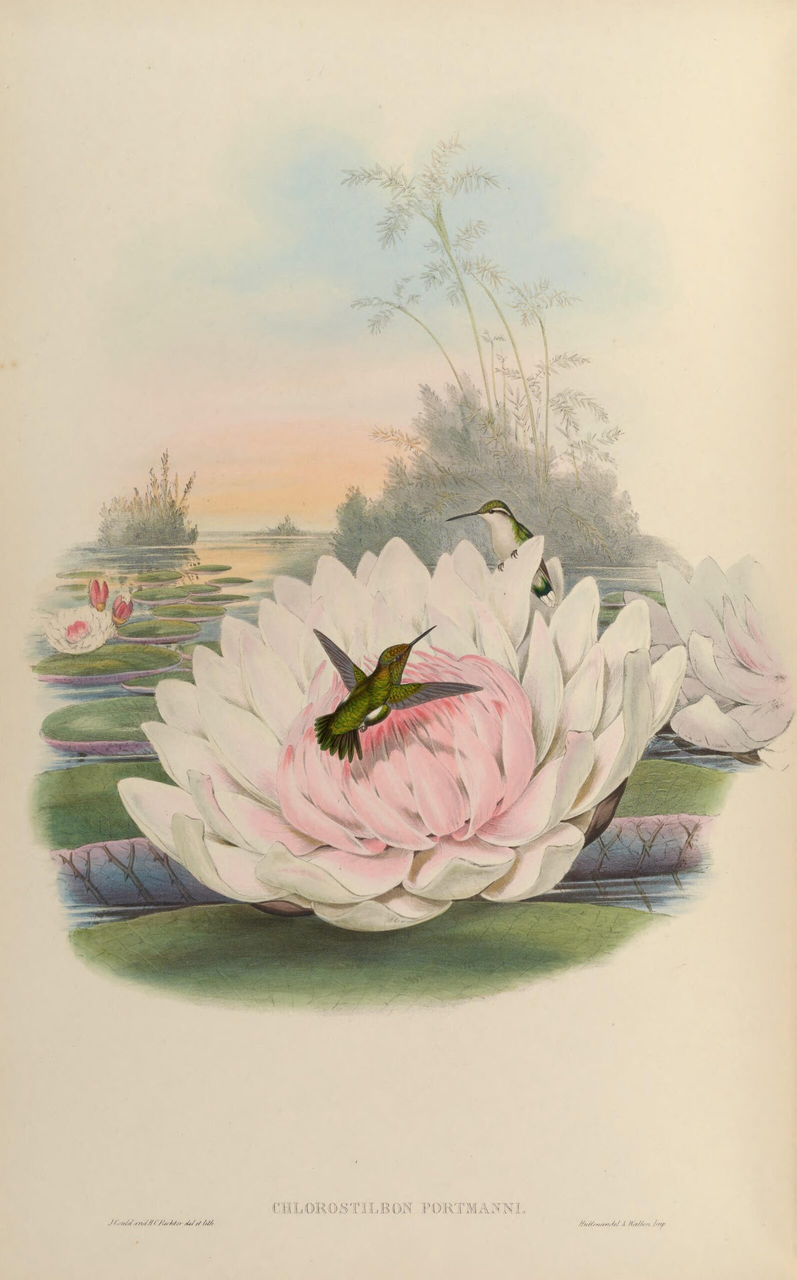 Chlorostilbon poortmani, Kortstaart-smaragdkolibrie (Gould) aan de muur in een interieur