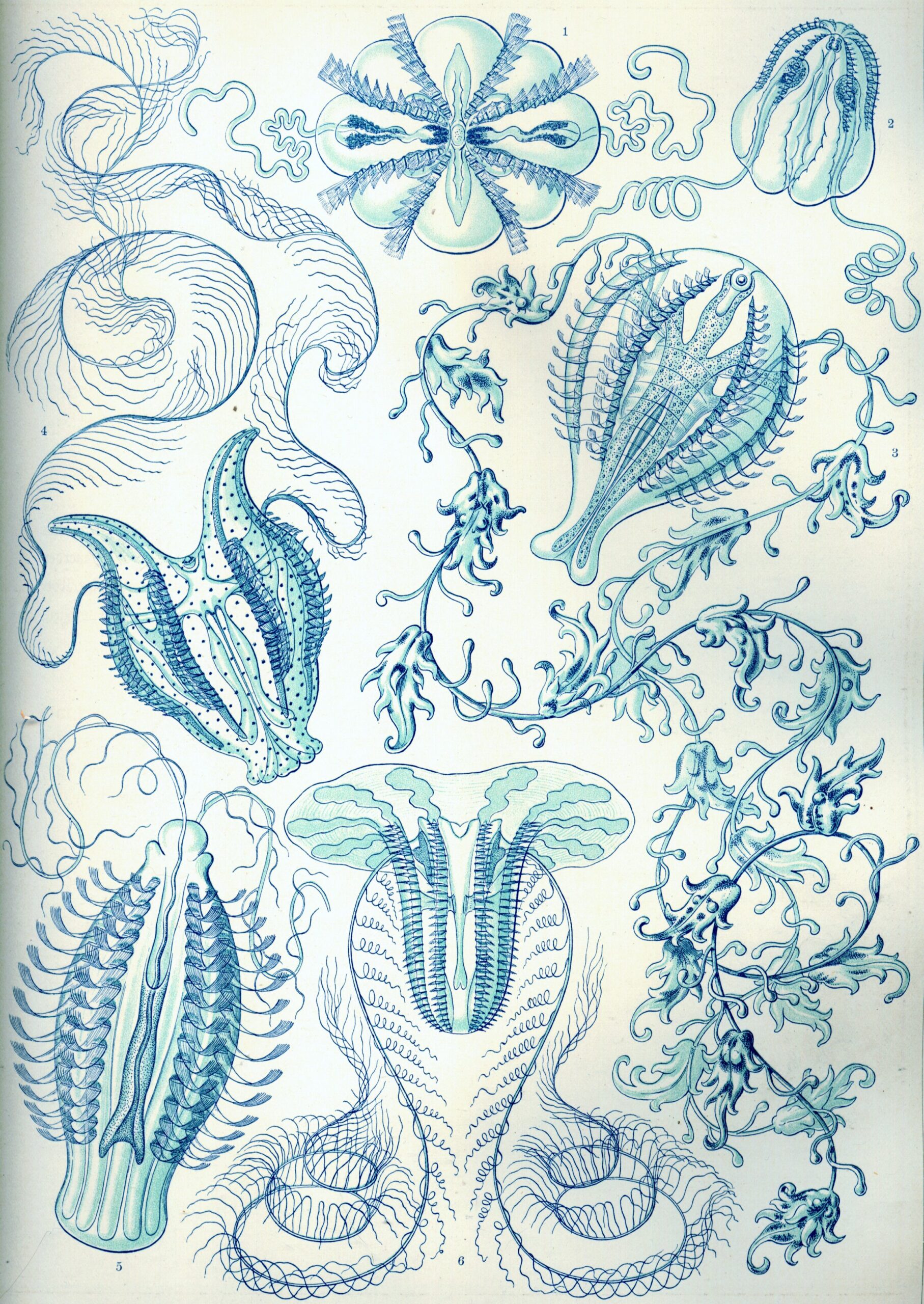 Ctenophorae, Ribkwallen (Haeckel) aan de muur in een interieur