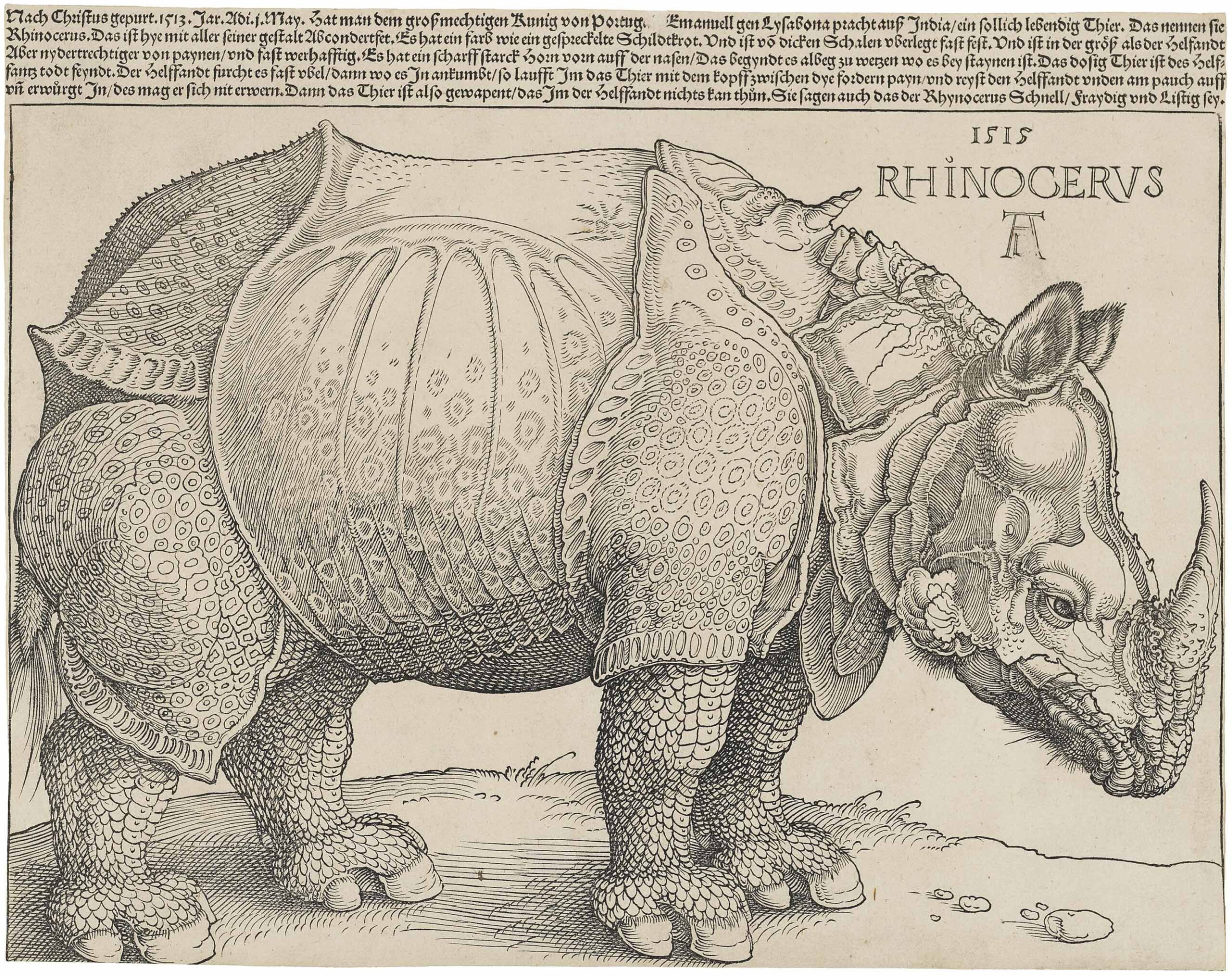 Rhinoceros (Dürer) aan de muur in een interieur