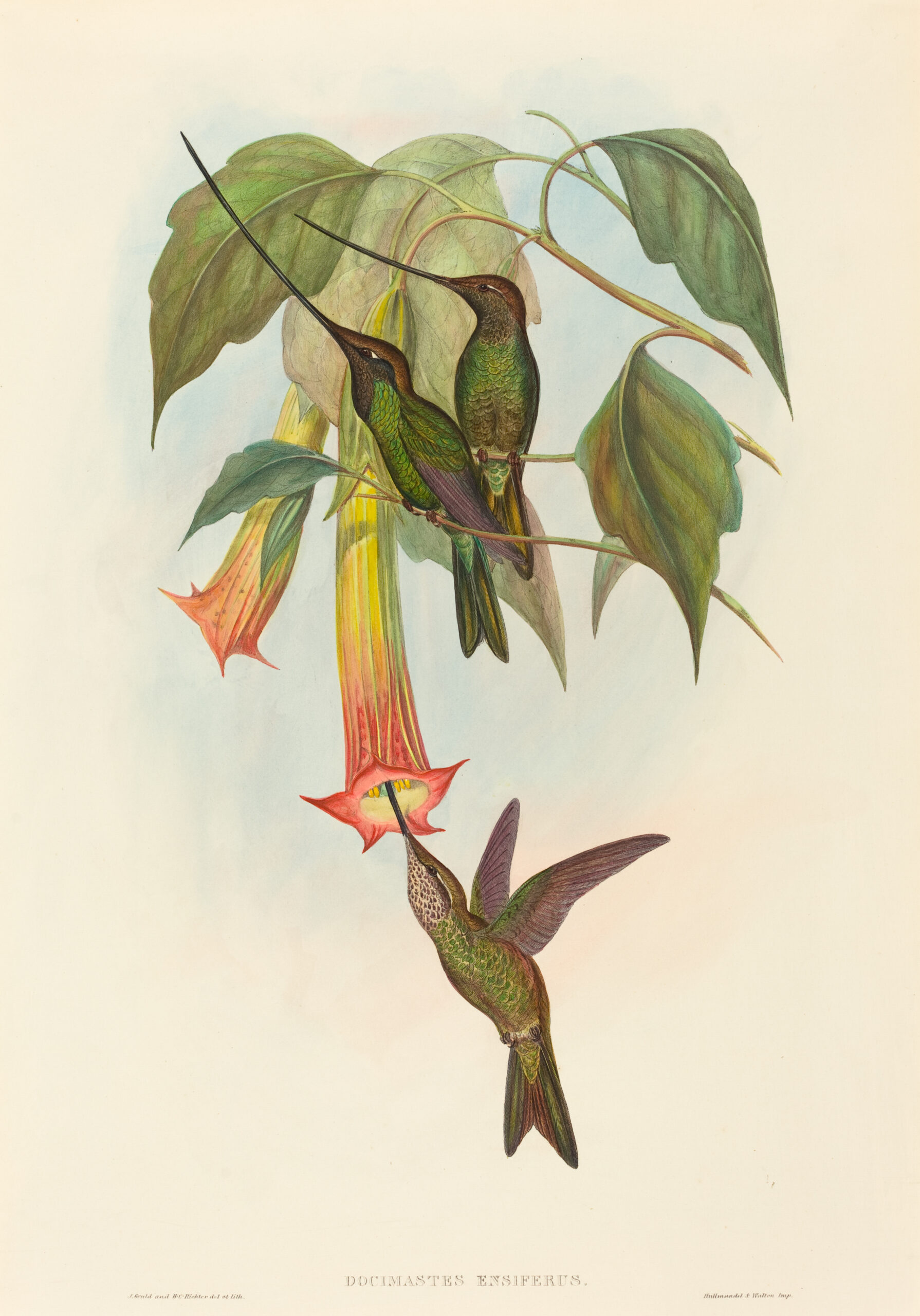 Ensifera ensifera, Zwaardsnavelkolibrie (Gould) aan de muur in een interieur