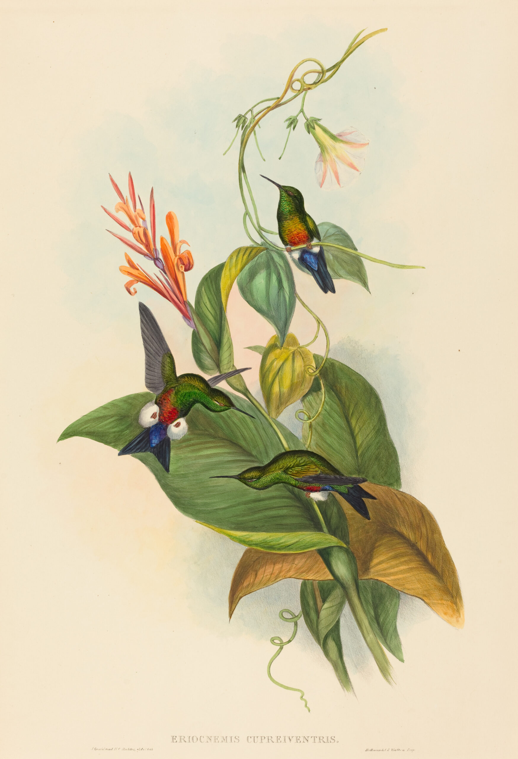 Eriocnemis cupreiventris, Koperbuik-pluimbroekje (Gould) aan de muur in een interieur