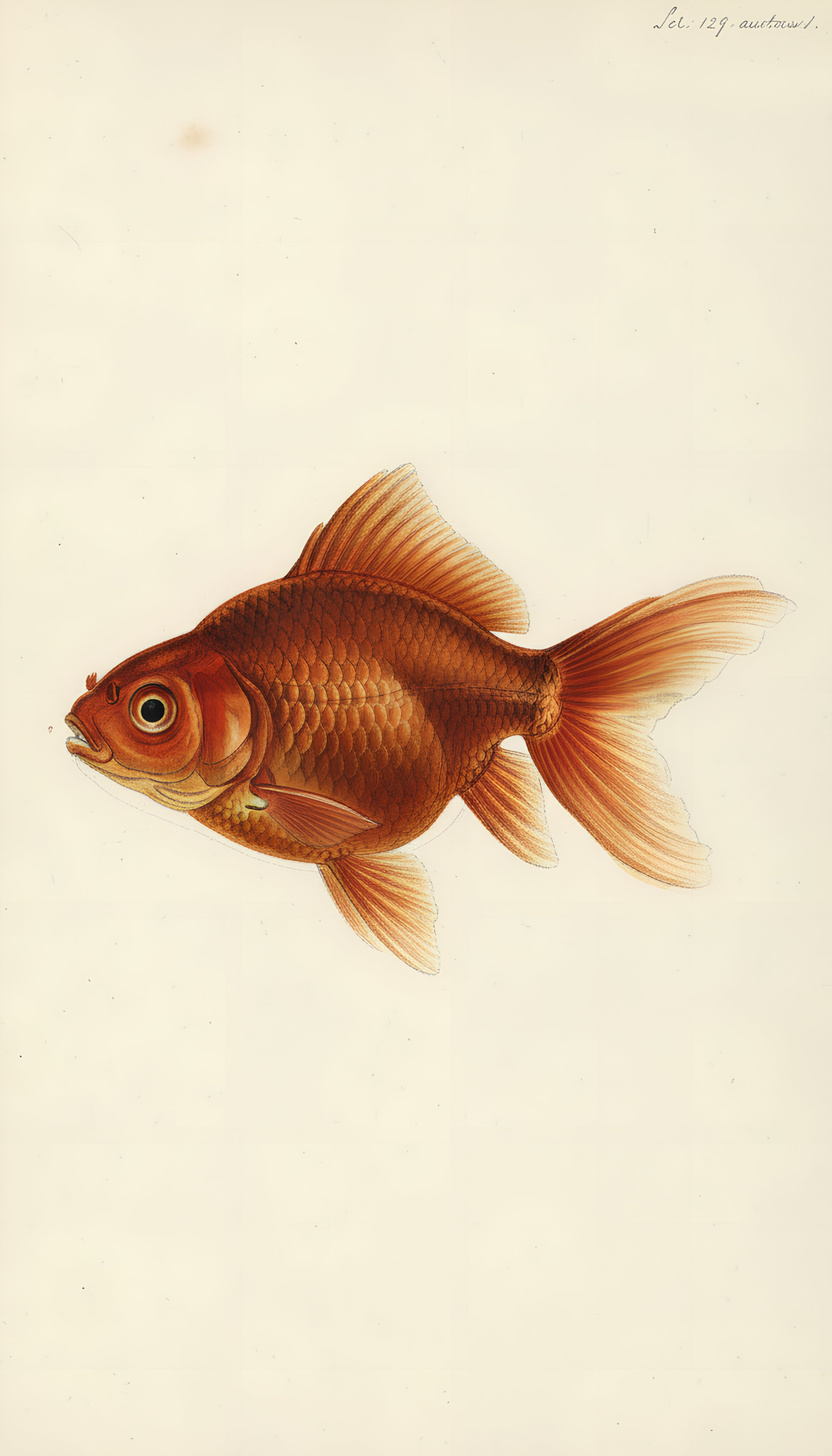 Goldfish als akoestisch paneel