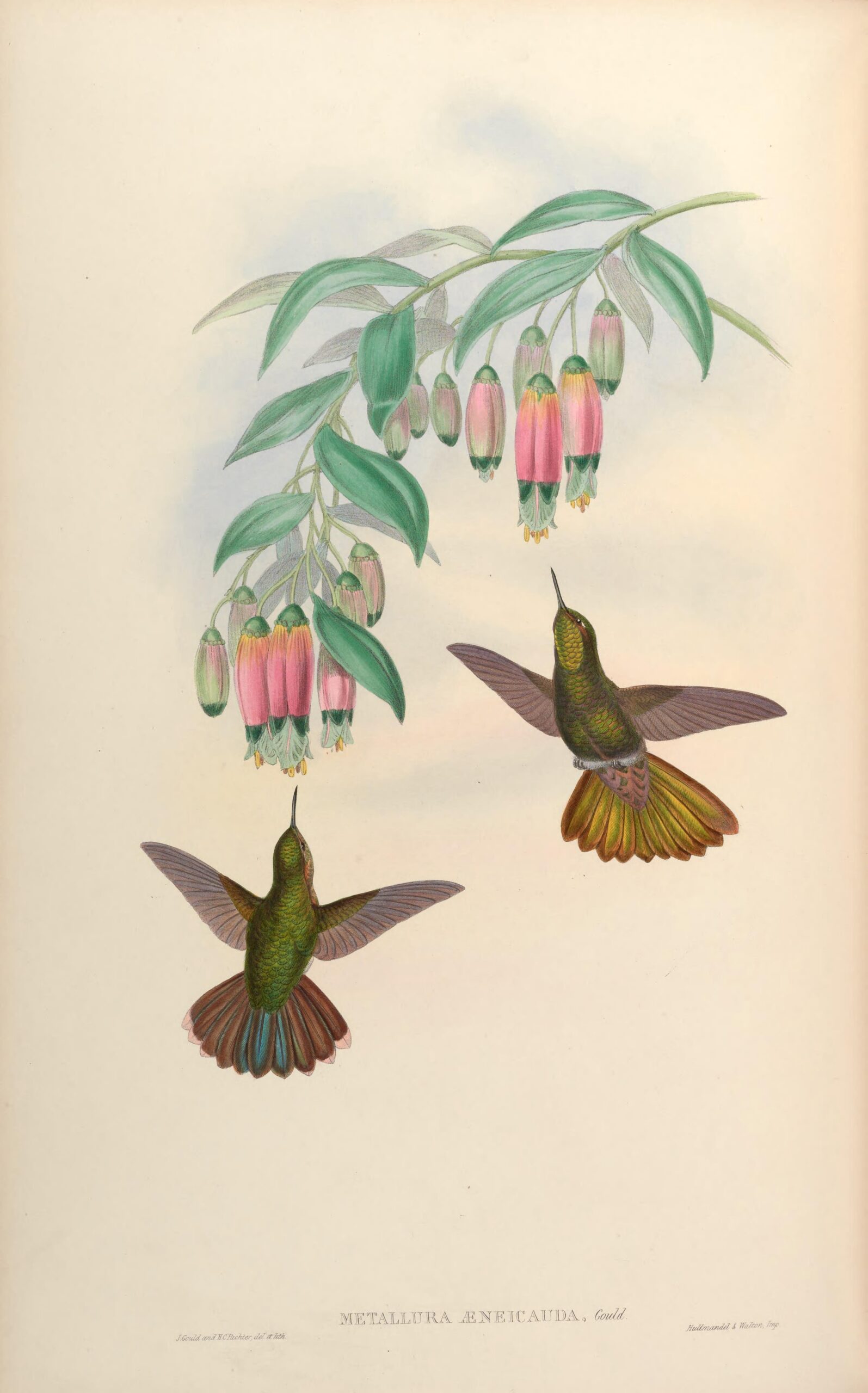 Metallura aeneocauda, Schubstaart-metaalstaart (Gould) aan de muur in een interieur