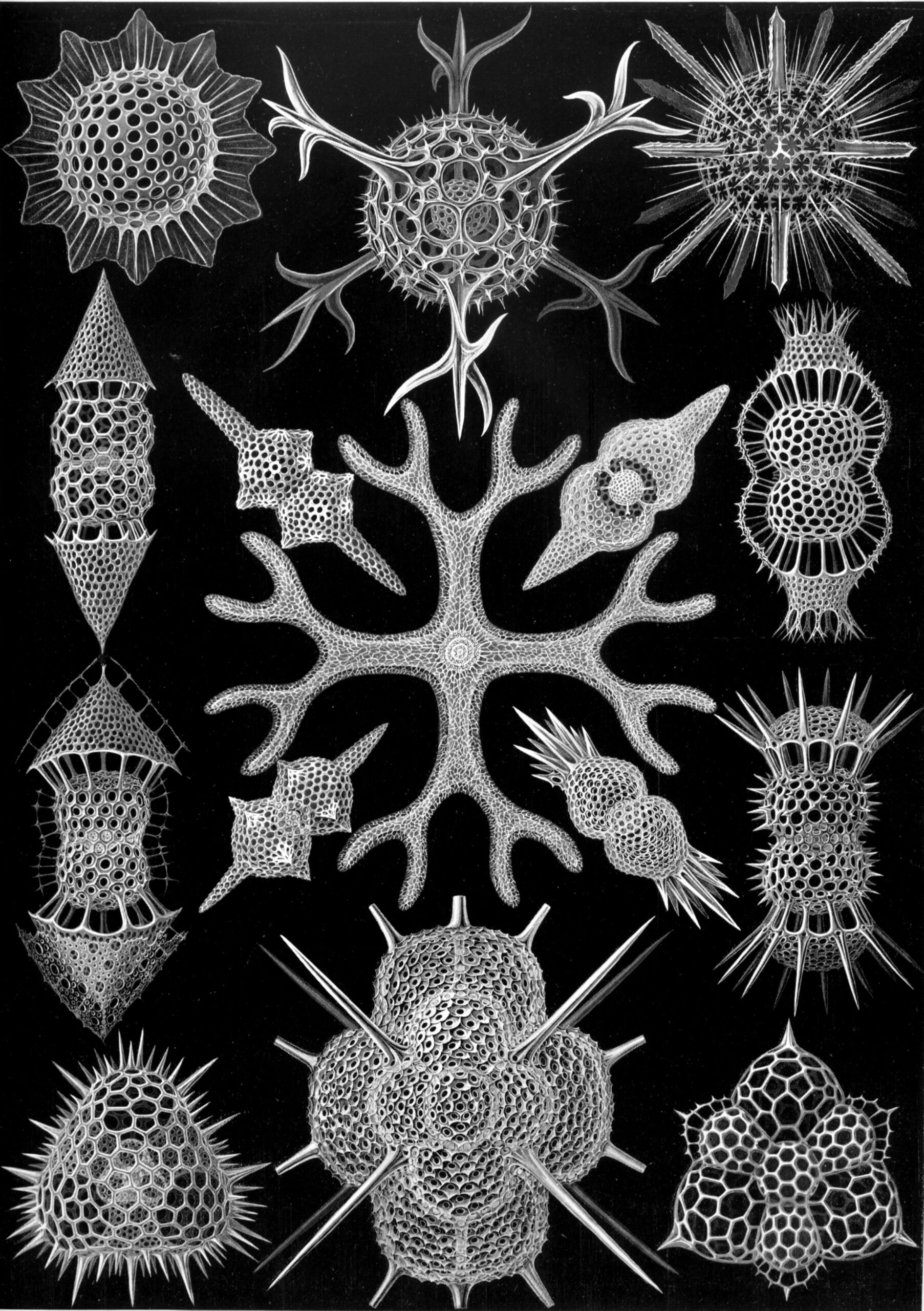 Spumellaria, Radiolariën (Haeckel) aan de muur in een interieur