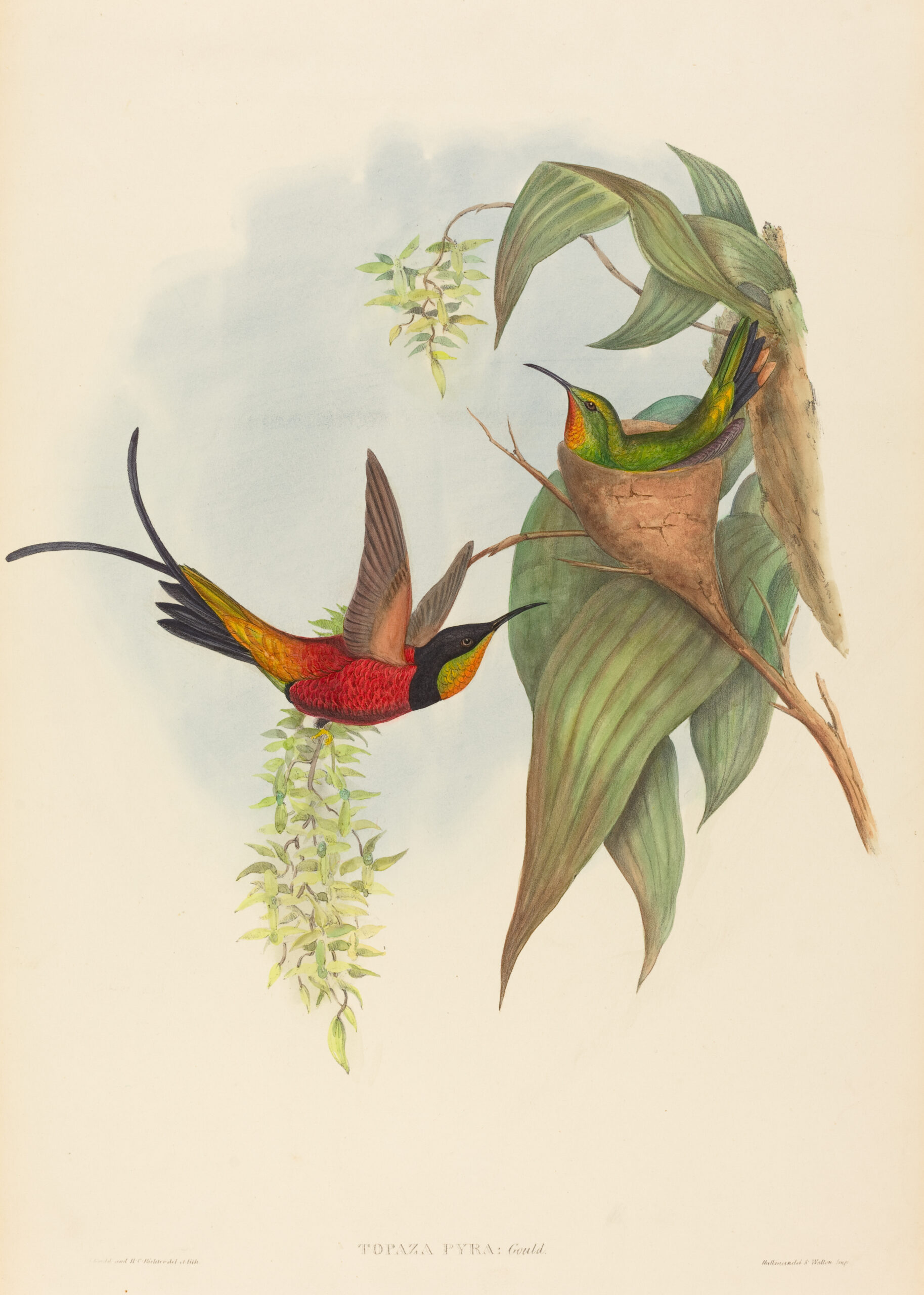 Topaza pyra, Vuurtopaaskolibrie (Gould)
