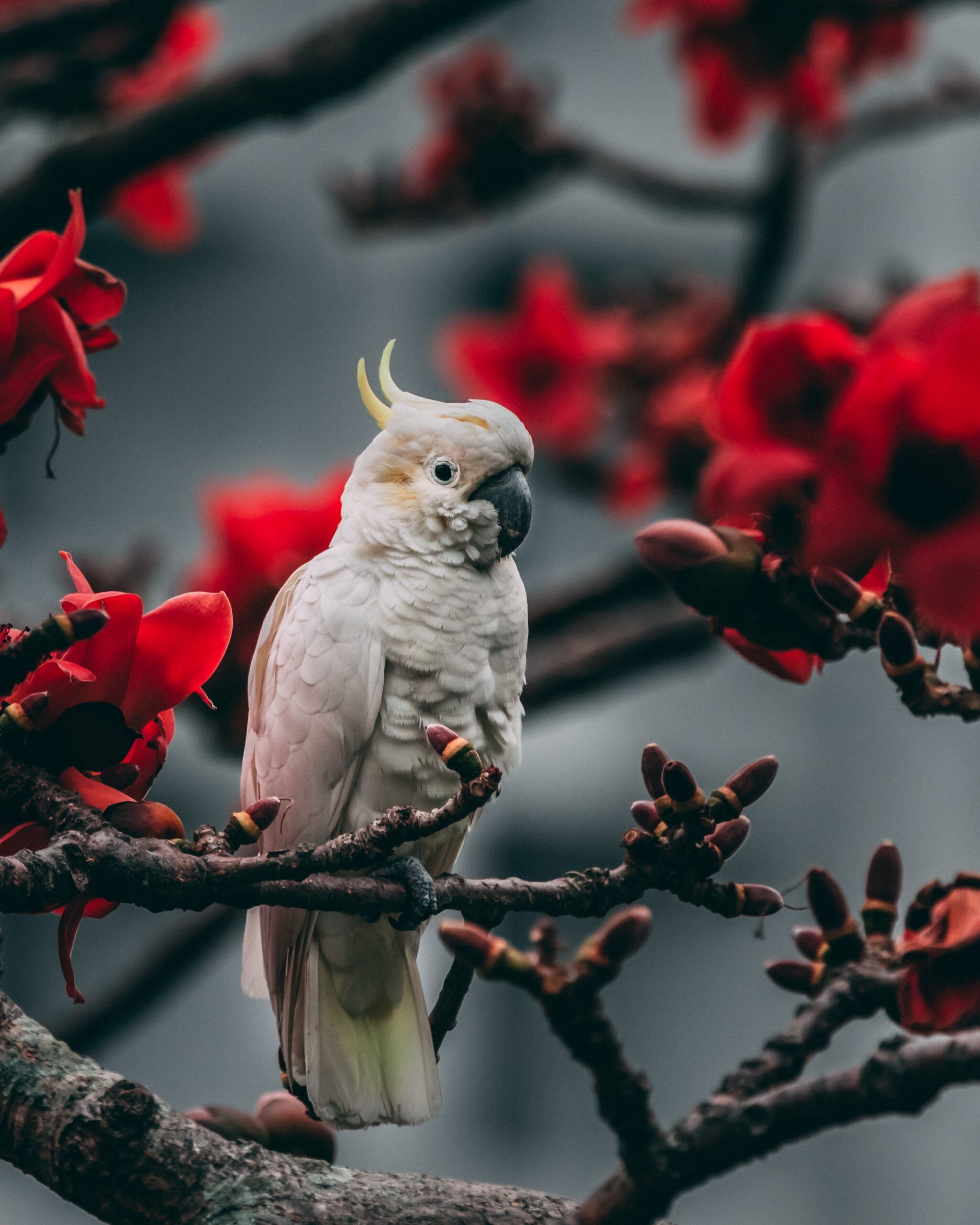 Yellow-crested cockatoo als fotopaneel